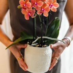 EXOTENHERZ - Kolibri orchids orchidée orange bolzano + hieroglyph zierpot off white - taille de pot 9cm