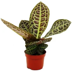 EXOTENHERZ - Labisia turtle back" - plante à écaille de tortue avec une superbe structure de feuilles - rareté - pot de 12cm"