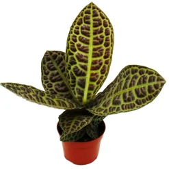 EXOTENHERZ - Labisia turtle back" - plante à écaille de tortue avec une superbe structure de feuilles - rareté - pot de 12cm"