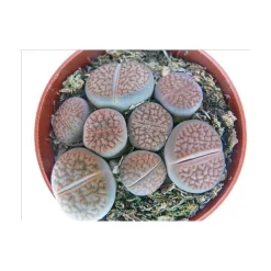 EXOTENHERZ - Lithops - pierres vivantes - plusieurs plantes en pot de 8,5cm