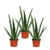 EXOTENHERZ - Lot de 3 - aloe vera - env. 2 ans - 10,5cm pot
