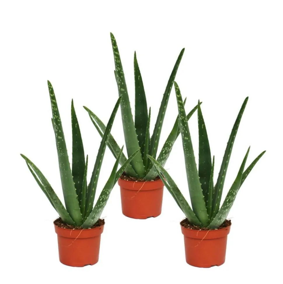 EXOTENHERZ - Lot de 3 - aloe vera - env. 2 ans - 10,5cm pot