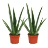 EXOTENHERZ - Lot de 2 - aloe vera - ca. 2 ans - 10,5cm pot