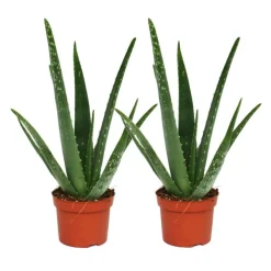 EXOTENHERZ - Lot de 2 - aloe vera - ca. 2 ans - 10,5cm pot