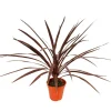 EXOTENHERZ - Lys club rouge - cordyline australis "red star" - pot 12cm - hauteur 50cm environ