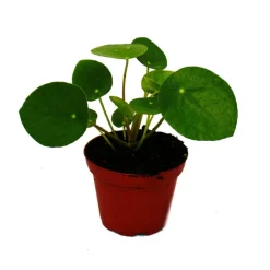 EXOTENHERZ - Mini - pilea peperomioides - glückstaler - arbre à monnaie chinois - plante à nombril en pot de 5,5cm