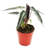 EXOTENHERZ - Mini-plant - alocasia - feuille de flèche - idéal pour les petits bols et verres - baby-plant dans un pot de 5,5 cm