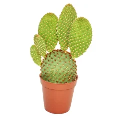 EXOTENHERZ - Opuntia microdasys rufida - cactus épineux rouge-brun - en pot de 5,5 cm