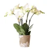 EXOTENHERZ - Orchidée phalaenopsis blanche - jewel ghent - taille du pot 12cm - frais du producteur