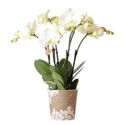 EXOTENHERZ - Orchidée phalaenopsis blanche - jewel ghent - taille du pot 12cm - frais du producteur