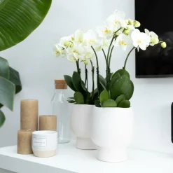 EXOTENHERZ - Orchidée phalaenopsis blanche - jewel ghent - taille du pot 12cm - frais du producteur