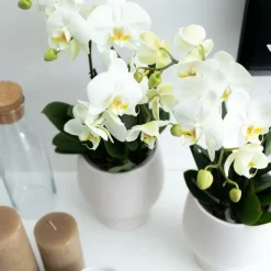 EXOTENHERZ - Orchidée phalaenopsis blanche - jewel ghent - taille du pot 12cm - frais du producteur