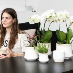 EXOTENHERZ - Orchidée phalaenopsis blanche - jewel ghent - taille du pot 12cm - frais du producteur