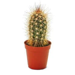 EXOTENHERZ - Pachycereus pringley - petite plante en pot de 5,5 cm