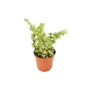 EXOTENHERZ - Portulacaria afra var - jade - jade - en pot de 8,5cm