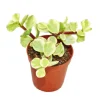 EXOTENHERZ - Portulacaria afra var.- jade tree - petite plante en pot de 5,5 cm