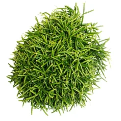 EXOTENHERZ - Rhipsalis baccifera oasis - cactus corail - en pot de 12cm - plante d'intérieur succulente