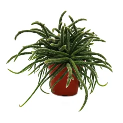 EXOTENHERZ - Rhipsalis baccifera horrida - cactus corail - en pot de 12cm - plante d'intérieur succulente