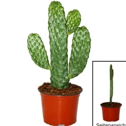 EXOTENHERZ - Road kill cactus - consolea rubescens - cactus à oreilles plates - pot 12cm