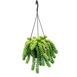 EXOTENHERZ - Sedum morganianum 'burrito' - balançoire de singe - 14cm pot à suspension - succulente suspendue