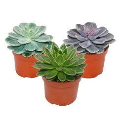 EXOTENHERZ - Set de 3 echeveriens différents dans un pot de 12cm