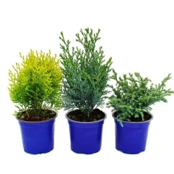 EXOTENHERZ - Set de conifères nains avec 3 plantes - petits conifères pour massifs et balcons - en pot de 10,5cm