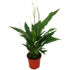 EXOTENHERZ - Spathiphyllum, feuille unique, "sweet chico", 13cm pot