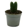 EXOTENHERZ - Succulente - crassula buddha's temple - mini feuilles épaisses - pot de 6cm