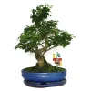 EXOTENHERZ - Troène chinois du bonsaï - ligustrum sinensis - env. 10 ans