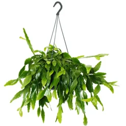 EXOTENHERZ - Urban jungle elegance - ambre de cactus moderne avec une superbe structure de feuilles - rhipsalis crispata - 15cm
