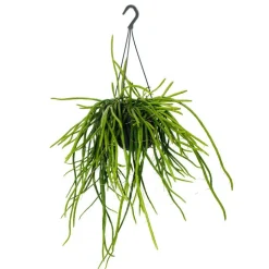 EXOTENHERZ - Urban jungle elegance - ambre de cactus moderne avec une superbe structure de feuilles - selenicereus wercklei - 15cm