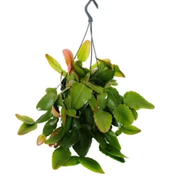 EXOTENHERZ - Urban jungle elegance - ambre de cactus moderne avec une superbe structure de feuilles - rhipsalis pachyptera rubra - 15cm