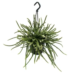 EXOTENHERZ - Urban jungle elegance - ambre de cactus moderne avec une superbe structure de feuilles - rhipsalis baccifera horrida - 15cm