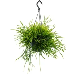 EXOTENHERZ - Urban jungle elegance - ambre de cactus moderne avec une superbe structure de feuilles - rhipsalis pulchra - 15cm