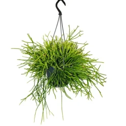 EXOTENHERZ - Urban jungle elegance - ambre de cactus moderne avec une superbe structure de feuilles - rhipsalis pulchra - 15cm
