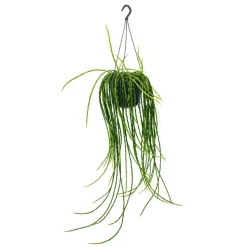 EXOTENHERZ - Urban jungle elegance - ambre de cactus moderne avec une superbe structure de feuilles - rhipsalis paradoxa - 15cm