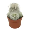 EXOTENHERZ - Vieil homme cactus neoporteria nidus senilis cactus à entretien facile 10,5cm pot