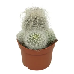 EXOTENHERZ - Vieil homme cactus neoporteria nidus senilis cactus à entretien facile 10,5cm pot