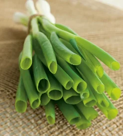 FABRE GRAINES - Ciboule - lot de 2 godets