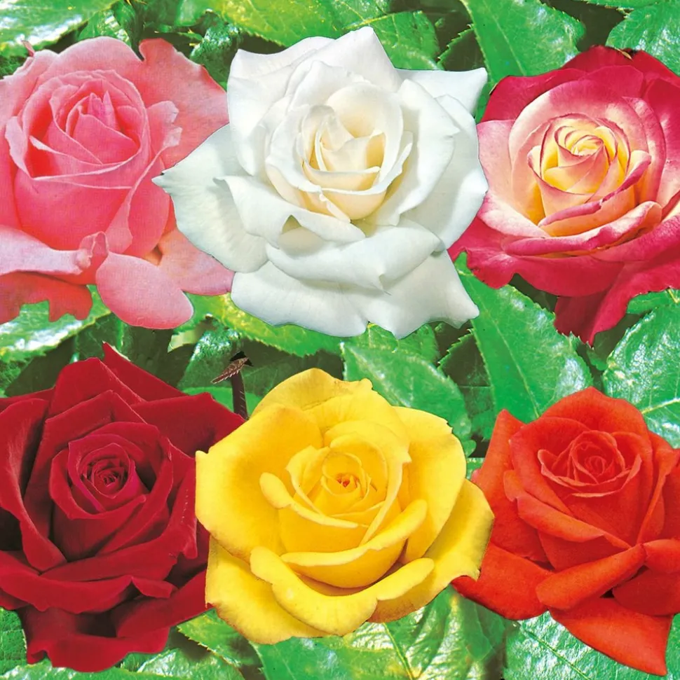 FABRE GRAINES - Collection rosiers buissons - 6 rosiers