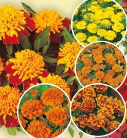 FABRE GRAINES - Collection oeillets d inde - 5 variétés