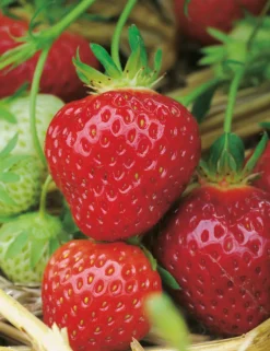 FABRE GRAINES - Fraisier belle et bonne - 10 plants