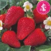 FABRE GRAINES - Fraisier colossale - 20 plants