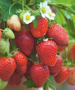 FABRE GRAINES - Fraisier gento - 20 plants