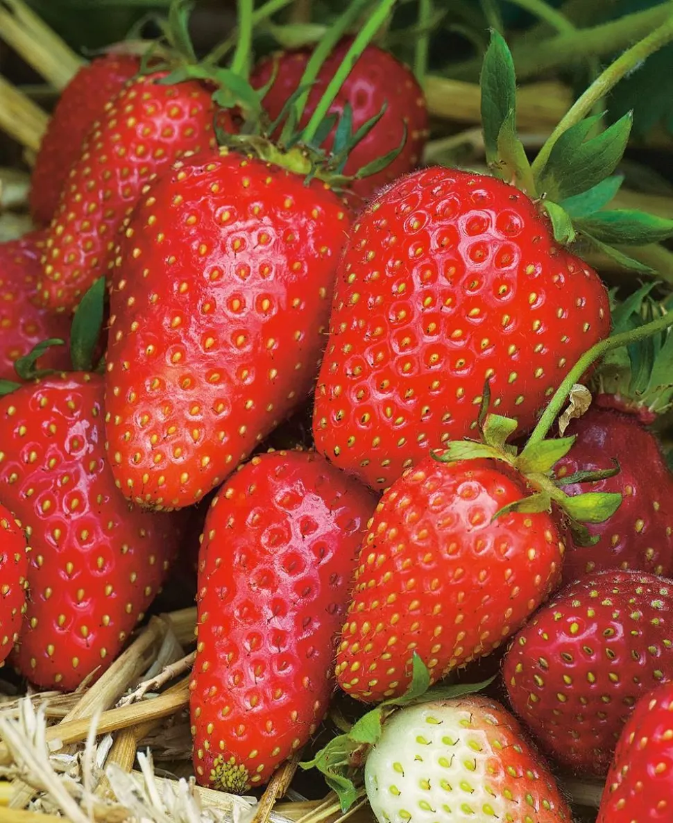 FABRE GRAINES - Fraisier gariguette - 20 plants