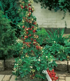 FABRE GRAINES - Fraisier mount everest - 5 plants