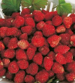 FABRE GRAINES - Fraisier reine des vallees - 20 plants