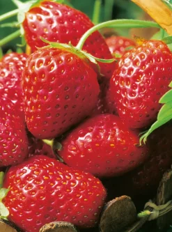 FABRE GRAINES - Fraisier senga sengana - 20 plants