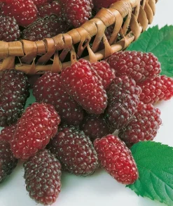 FABRE GRAINES - Framboisier medana tayberry - 2 pieds