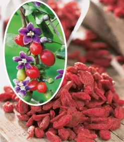 FABRE GRAINES - Goji fruit du bonheur - 1 pot